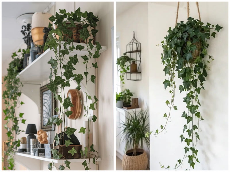 خرید گیاه آپارتمانی