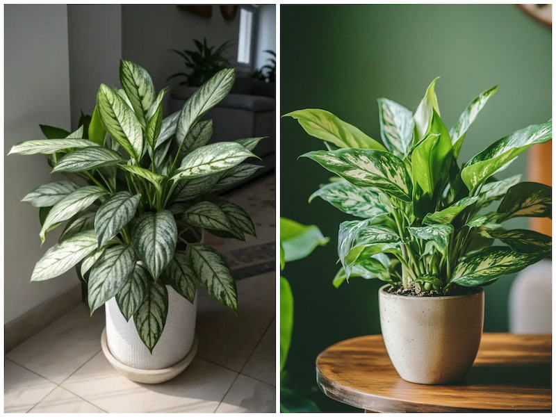 زیباترین گلهای آپارتمانی مقاوم