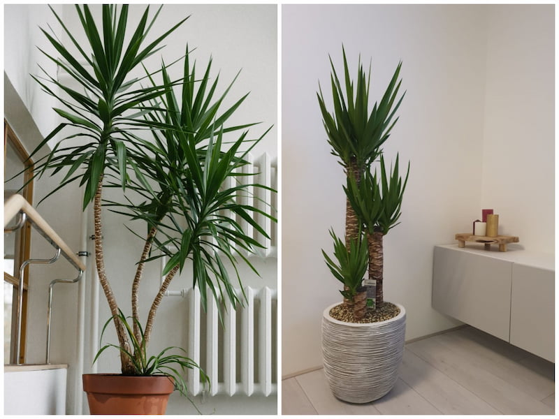 گل و گیاه مناسب آپارتمان