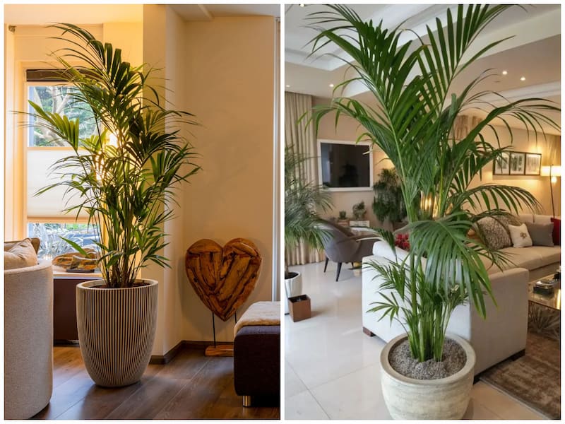 گیاهان مناسب آپارتمان