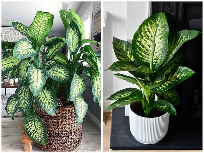 گیاهان مناسب آپارتمان‌های کم‌نور