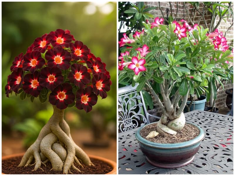 آدنیوم گیاه آپارتمانی خانه کم نور