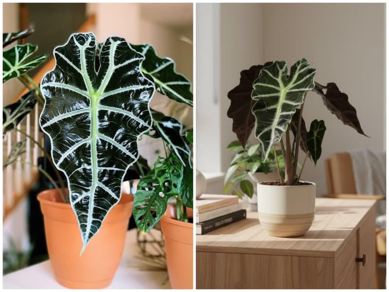 آلوکازیا پالی گیاه آپارتمانی خانه کم نور