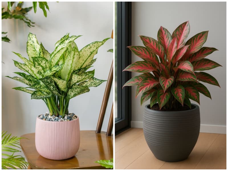 آگلونما گیاه آپارتمانی خانه کم نور