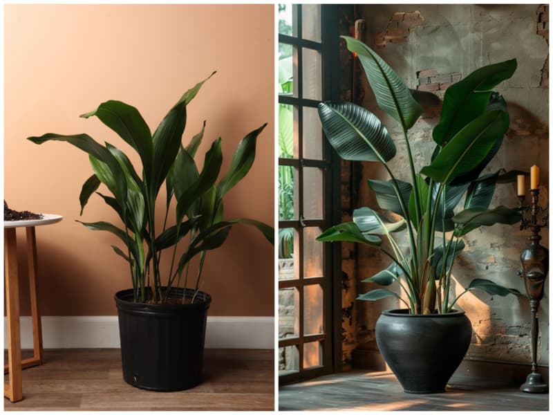 برگ عبایی گیاه آپارتمانی خانه کم نور