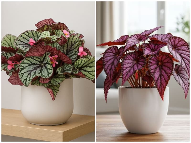 بگونیا رکس گیاه آپارتمانی خانه کم نور