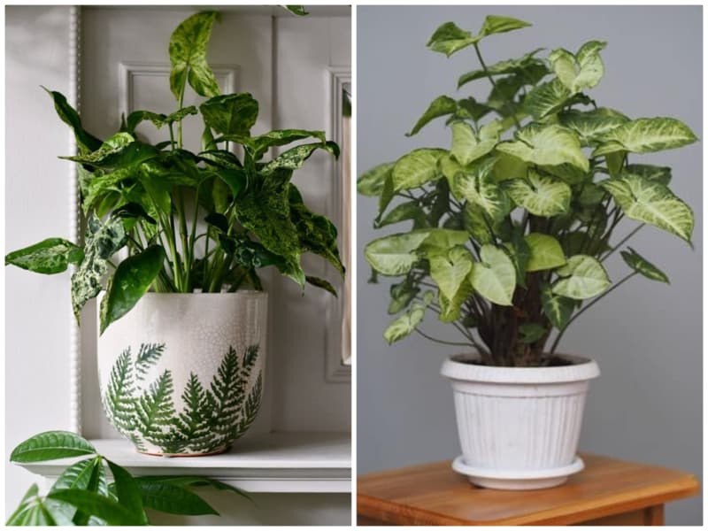 سینگونیوم گیاه آپارتمانی خانه کم نور