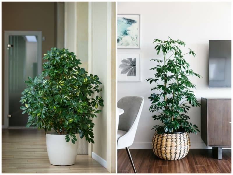 شفلرا گیاه آپارتمانی خانه کم نور