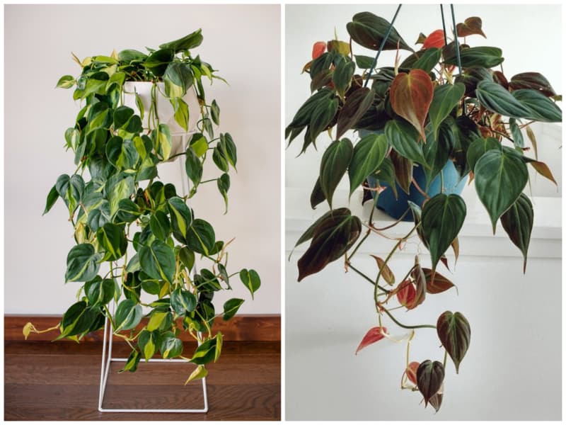 فیلودندرون قلبی گیاه آپارتمانی خانه کم نور