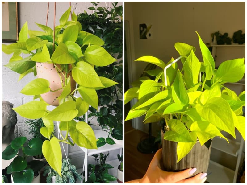 پتوس قلبی گیاه آپارتمانی خانه کم نور