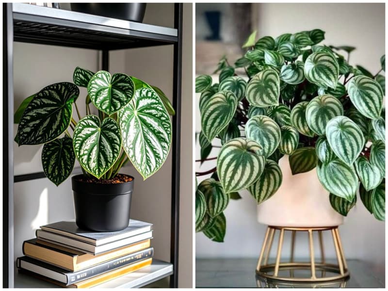 پپرومیا گیاه آپارتمانی خانه کم نور