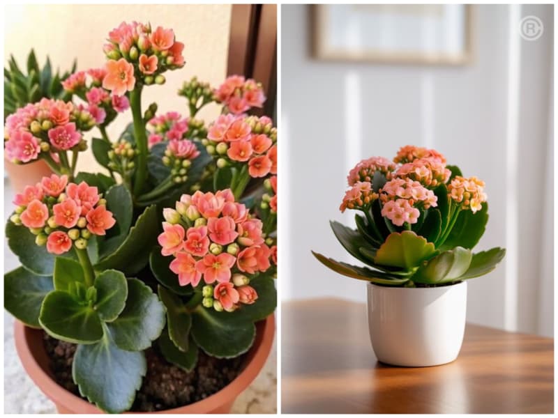 کالانکوآ گیاه آپارتمانی خانه کم نور