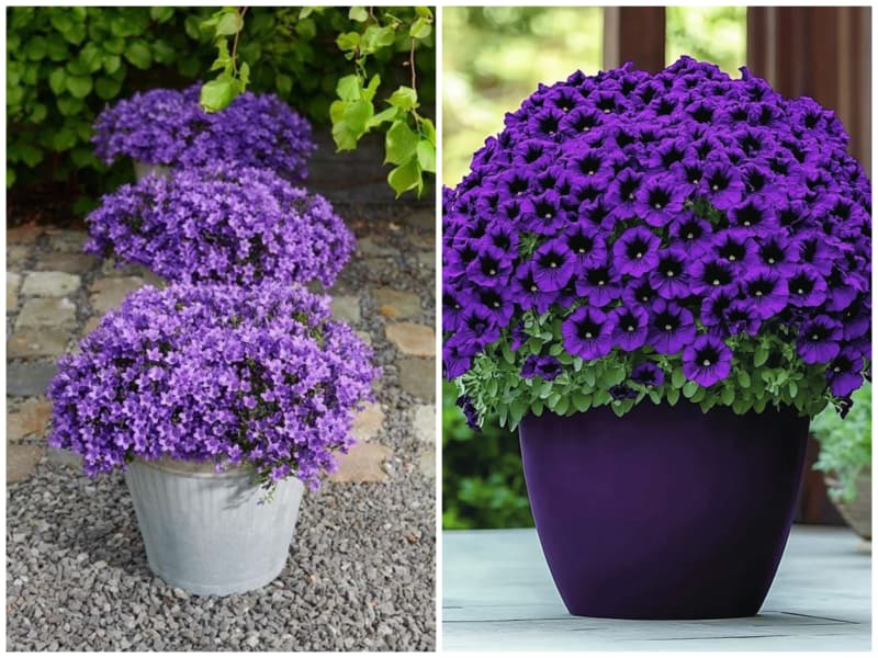 کامپانولا گیاه آپارتمانی خانه کم نور