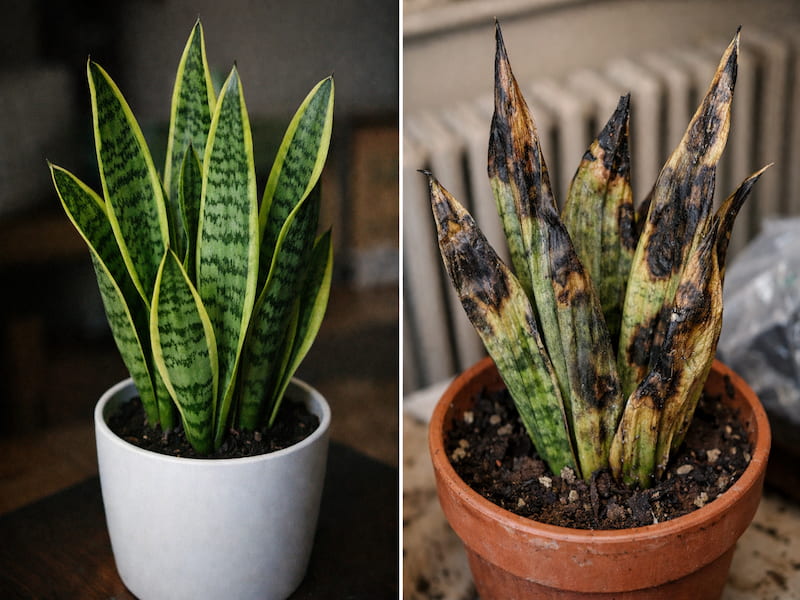 گیاه مناسب آپارتمان در زمستان کدام است؟